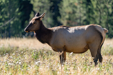 The elk (Cervus canadensis), or wapiti, is the second largest species within the deer family, Cervidae, Madison River West Entrance Road, Yellowstone National Park, Wyoming