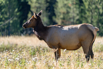 The elk (Cervus canadensis), or wapiti, is the second largest species within the deer family, Cervidae, Madison River West Entrance Road, Yellowstone National Park, Wyoming