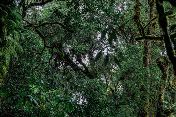 Fototapeta premium The natural background of the mountain atmosphere, green rice fields and many kinds of plants surrounding, rainbow and a walkway to see the completeness of the ecosystem.