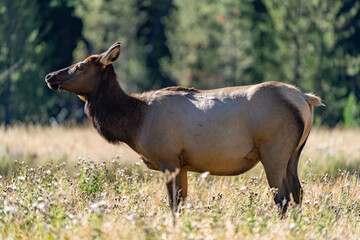 The elk (Cervus canadensis), or wapiti, is the second largest species within the deer family, Cervidae, Madison River West Entrance Road, Yellowstone National Park, Wyoming