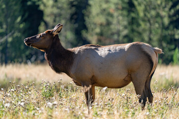 The elk (Cervus canadensis), or wapiti, is the second largest species within the deer family, Cervidae, Madison River West Entrance Road, Yellowstone National Park, Wyoming