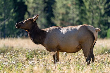The elk (Cervus canadensis), or wapiti, is the second largest species within the deer family, Cervidae, Madison River West Entrance Road, Yellowstone National Park, Wyoming