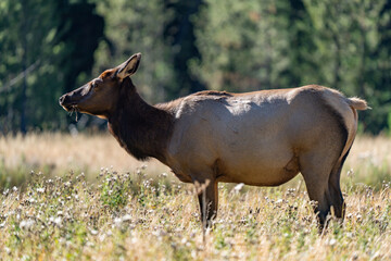 The elk (Cervus canadensis), or wapiti, is the second largest species within the deer family, Cervidae, Madison River West Entrance Road, Yellowstone National Park, Wyoming