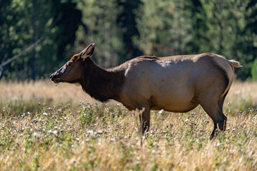 Obraz premium The elk (Cervus canadensis), or wapiti, is the second largest species within the deer family, Cervidae, Madison River West Entrance Road, Yellowstone National Park, Wyoming