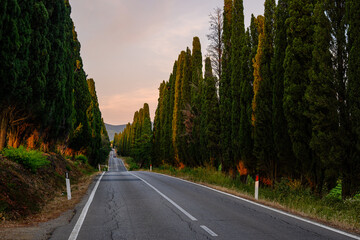 Viale dei cipressi di Bolgheri, Toscana