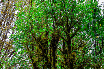 The natural background of the mountain atmosphere, green rice fields and many kinds of plants surrounding, rainbow and a walkway to see the completeness of the ecosystem.