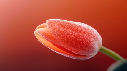 A close-up of a dew-covered tulip bud, showcasing its delicate features and vibrant color.