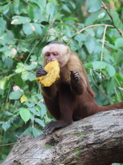 Hungry monkey