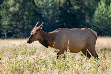 The elk (Cervus canadensis), or wapiti, is the second largest species within the deer family, Cervidae, Madison River West Entrance Road, Yellowstone National Park, Wyoming