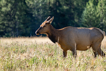 The elk (Cervus canadensis), or wapiti, is the second largest species within the deer family, Cervidae, Madison River West Entrance Road, Yellowstone National Park, Wyoming