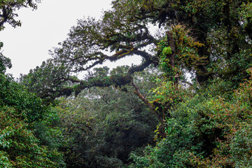 The natural background of the mountain atmosphere, green rice fields and many kinds of plants surrounding, rainbow and a walkway to see the completeness of the ecosystem.