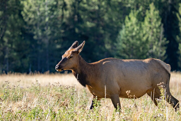 The elk (Cervus canadensis), or wapiti, is the second largest species within the deer family, Cervidae, Madison River West Entrance Road, Yellowstone National Park, Wyoming