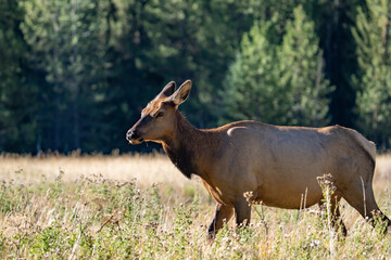 The elk (Cervus canadensis), or wapiti, is the second largest species within the deer family, Cervidae, Madison River West Entrance Road, Yellowstone National Park, Wyoming