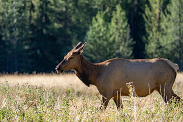 The elk (Cervus canadensis), or wapiti, is the second largest species within the deer family, Cervidae, Madison River West Entrance Road, Yellowstone National Park, Wyoming