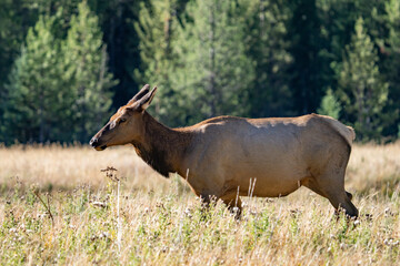 The elk (Cervus canadensis), or wapiti, is the second largest species within the deer family, Cervidae, Madison River West Entrance Road, Yellowstone National Park, Wyoming