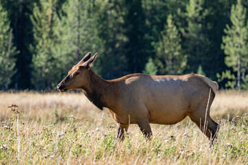 The elk (Cervus canadensis), or wapiti, is the second largest species within the deer family, Cervidae, Madison River West Entrance Road, Yellowstone National Park, Wyoming