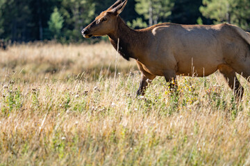 The elk (Cervus canadensis), or wapiti, is the second largest species within the deer family, Cervidae, Madison River West Entrance Road, Yellowstone National Park, Wyoming