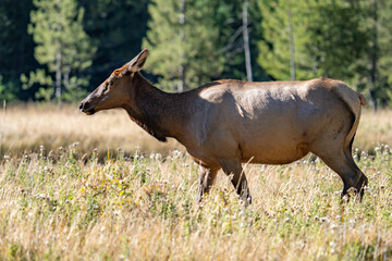 Fototapeta premium The elk (Cervus canadensis), or wapiti, is the second largest species within the deer family, Cervidae, Madison River West Entrance Road, Yellowstone National Park, Wyoming