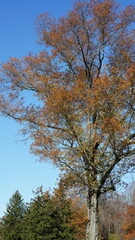 The colorful forest view in the natural park in autumn