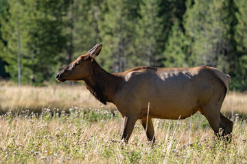 The elk (Cervus canadensis), or wapiti, is the second largest species within the deer family, Cervidae, Madison River West Entrance Road, Yellowstone National Park, Wyoming