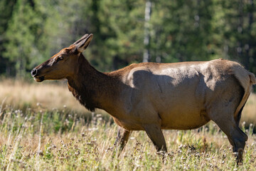 The elk (Cervus canadensis), or wapiti, is the second largest species within the deer family, Cervidae, Madison River West Entrance Road, Yellowstone National Park, Wyoming