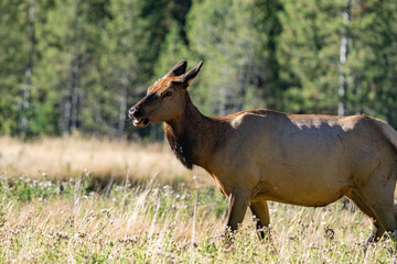 The elk (Cervus canadensis), or wapiti, is the second largest species within the deer family, Cervidae, Madison River West Entrance Road, Yellowstone National Park, Wyoming