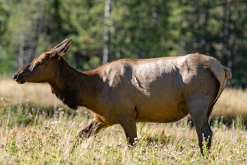 The elk (Cervus canadensis), or wapiti, is the second largest species within the deer family, Cervidae, Madison River West Entrance Road, Yellowstone National Park, Wyoming