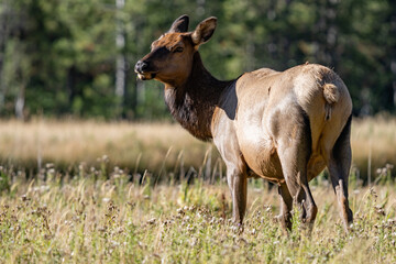 Fototapeta premium The elk (Cervus canadensis), or wapiti, is the second largest species within the deer family, Cervidae, Madison River West Entrance Road, Yellowstone National Park, Wyoming