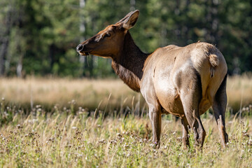 The elk (Cervus canadensis), or wapiti, is the second largest species within the deer family, Cervidae, Madison River West Entrance Road, Yellowstone National Park, Wyoming