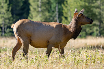The elk (Cervus canadensis), or wapiti, is the second largest species within the deer family, Cervidae, Madison River West Entrance Road, Yellowstone National Park, Wyoming