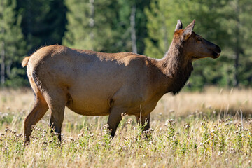 The elk (Cervus canadensis), or wapiti, is the second largest species within the deer family, Cervidae, Madison River West Entrance Road, Yellowstone National Park, Wyoming