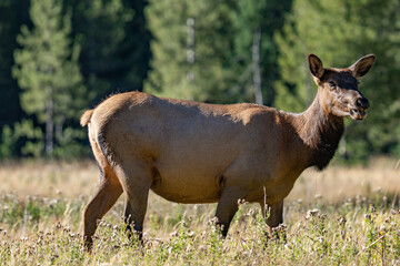 The elk (Cervus canadensis), or wapiti, is the second largest species within the deer family, Cervidae, Madison River West Entrance Road, Yellowstone National Park, Wyoming