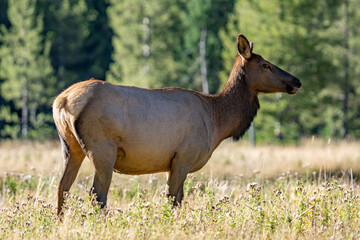 The elk (Cervus canadensis), or wapiti, is the second largest species within the deer family, Cervidae, Madison River West Entrance Road, Yellowstone National Park, Wyoming