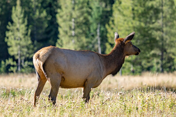 The elk (Cervus canadensis), or wapiti, is the second largest species within the deer family, Cervidae, Madison River West Entrance Road, Yellowstone National Park, Wyoming