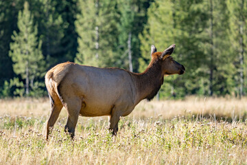 Fototapeta premium The elk (Cervus canadensis), or wapiti, is the second largest species within the deer family, Cervidae, Madison River West Entrance Road, Yellowstone National Park, Wyoming