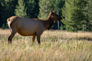Fototapeta premium The elk (Cervus canadensis), or wapiti, is the second largest species within the deer family, Cervidae, Madison River West Entrance Road, Yellowstone National Park, Wyoming