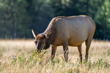 The elk (Cervus canadensis), or wapiti, is the second largest species within the deer family,...