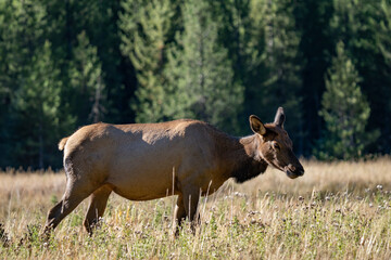The elk (Cervus canadensis), or wapiti, is the second largest species within the deer family, Cervidae, Madison River West Entrance Road, Yellowstone National Park, Wyoming
