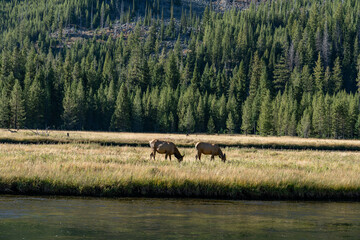 The elk (Cervus canadensis), or wapiti, is the second largest species within the deer family, Cervidae, Madison River West Entrance Road, Yellowstone National Park, Wyoming