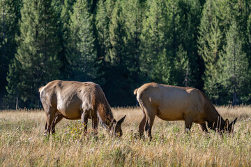 The elk (Cervus canadensis), or wapiti, is the second largest species within the deer family, Cervidae, Madison River West Entrance Road, Yellowstone National Park, Wyoming