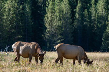 Obraz premium The elk (Cervus canadensis), or wapiti, is the second largest species within the deer family, Cervidae, Madison River West Entrance Road, Yellowstone National Park, Wyoming