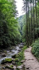 Naklejka premium A narrow hiking trail meanders alongside a refreshing stream, surrounded by dense, vibrant greenery in Wayne Valley, West Virginia, on a bright sunny day