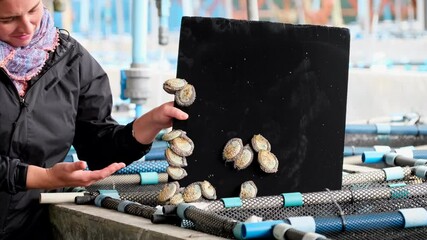 Woman shows abalone being cultivated in baskets and cement tanks on aquafarm
