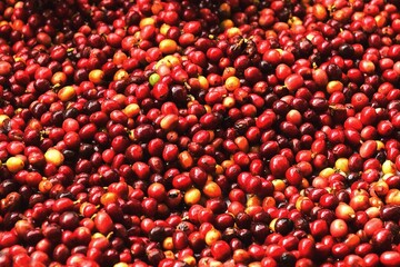 close up of fresh coffee beans for background                 