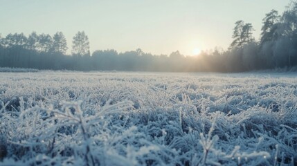 A serene winter morning reveals a frost-covered field, glistening in the soft light of sunrise. Frost crystals create a delicate, shimmering layer over the grass, while trees frame the horizon.