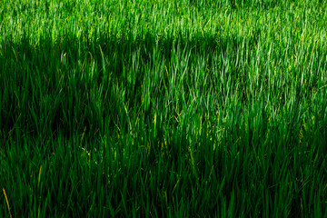 The background of green rice fields with large mountains and various kinds of trees provide shade and fresh air.