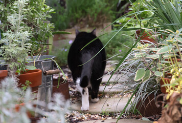 black and white cat exploring garden