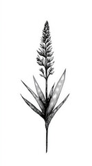 Aloe vera, detailed hand drawing of the line, botanical plant, medicinal herbs, light clean background. Generative AI