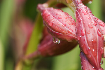 orchid flowerbud with raindrops