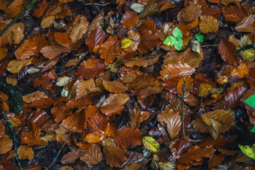 Blausee, Switzerland - October, autumn time in Blausee, Kandersteg, Bern canton, autumn season, Falling Leaves